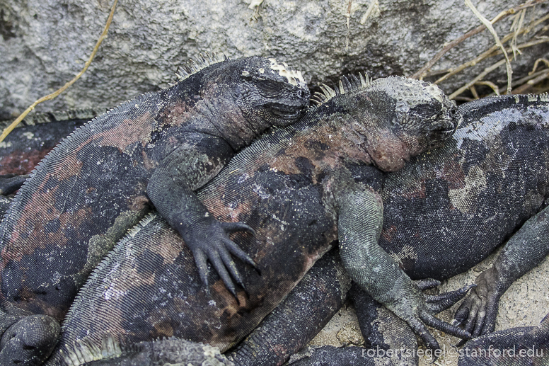 galapagos